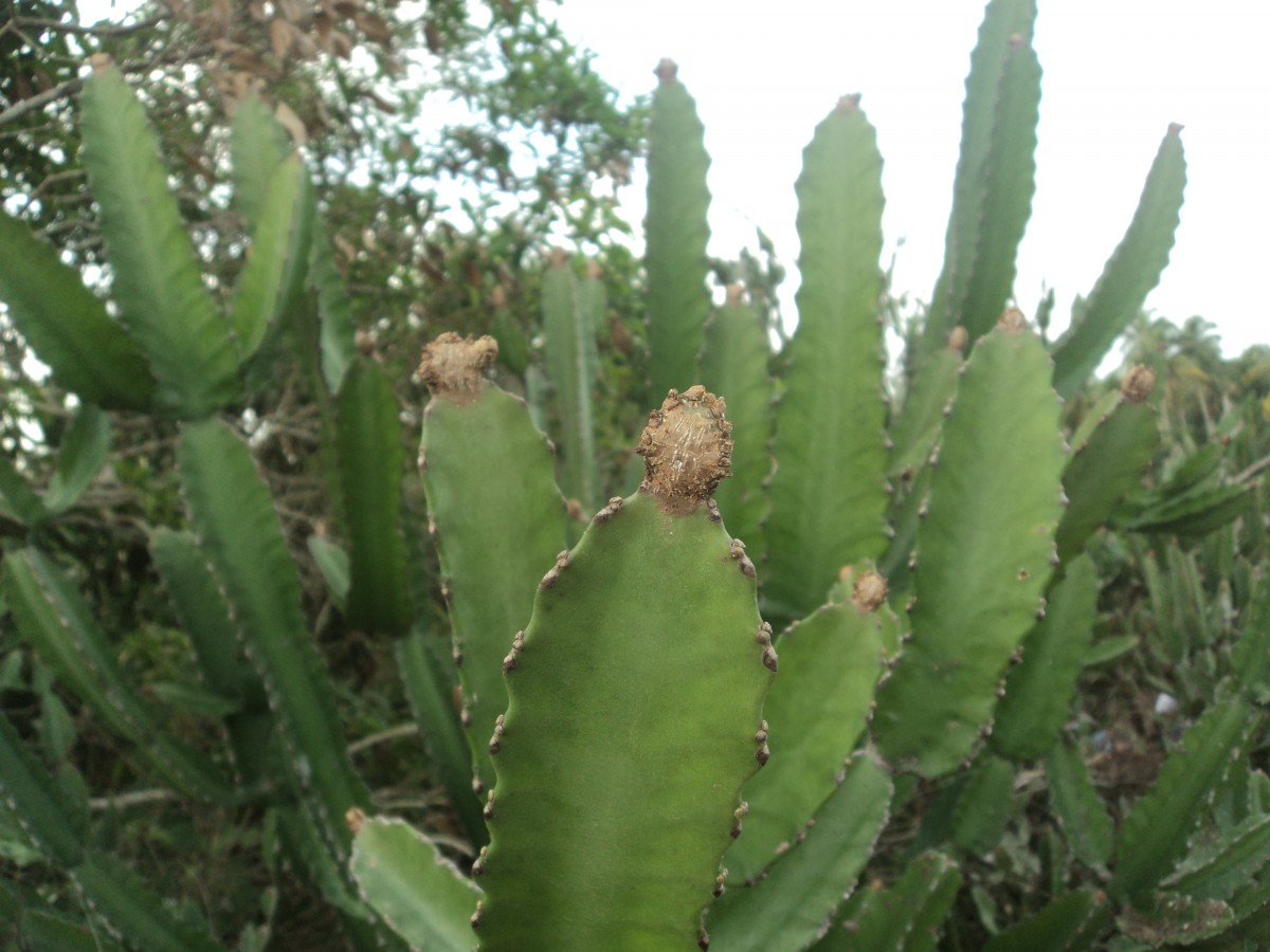 Euphorbia antiquorum L.